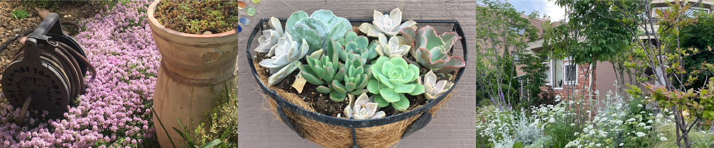 ベルこどもクリニックの庭と植物